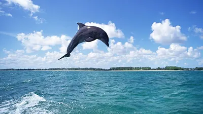 Дельфины в таинственных водах Каспийского моря | Просто Ромео | Дзен