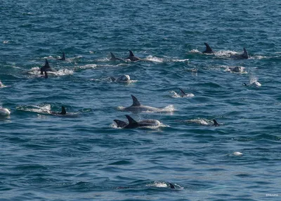 Дельфины в Адриатическом море Стоковое Изображение - изображение  насчитывающей хорватия, океан: 120394407