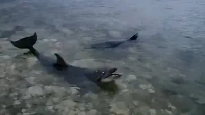 Черное море дельфины - 61 фото
