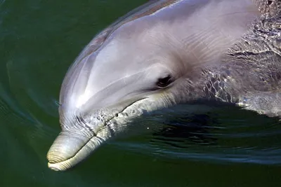 Дельфины Рассветы и закаты Море Прыжок Солнце Животные | Delfines, Delfines  en el mar, Fotos espectaculares