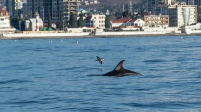 Дельфины играют в море | Премиум Фото