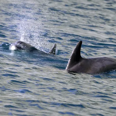 Экскурсия Дельфины в Черном море 2024 - цены и описание экскурсии