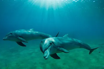 Спасем дельфинов на Черном море! - VK Добро