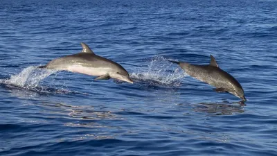 Дельфины в Черном море массово умирают из-за оккупантов | Новости Украины |  Днепр Оперативный