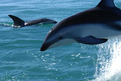 Почему не стоит подплывать к дельфинам в открытом море | ТЭФ Визит, Анапа |  Дзен