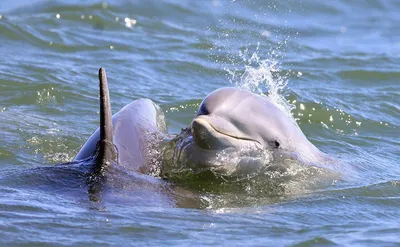 Экскурсия Дельфины в Черном море 2024 - цены и описание экскурсии