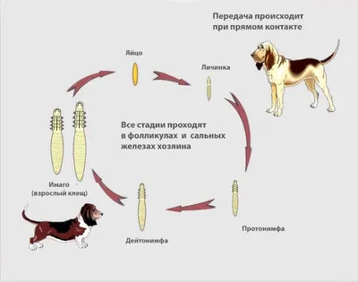 Демодекоз собак симптомы фото 