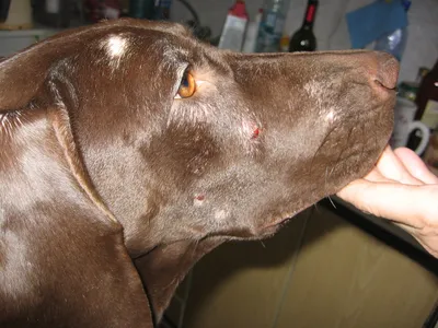 Демодекоз у собак: симптомы и лечение | Ветцентр