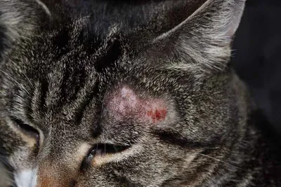Милиарный дерматит у кошек - Кожа вашей кошки - Дуксо S3 RU