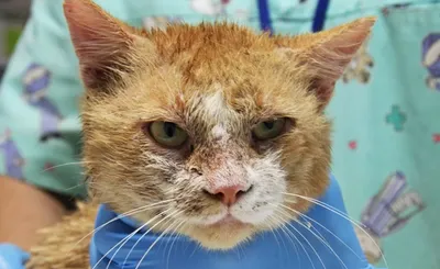 Демодекоз у кошек — лечение кожных заболеваний в ветеринарной клинике  «Амикус Вет»
