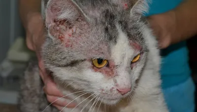 Эффективность перорального флураланера при лечении демодекоза, вызванного  Demodex gatoi, у двух кошек из приюта — WAWM