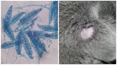 Диагностика и лечение нотоэдроза (чесотки) кошек | Ветеринарная клиника  доктора Шубина