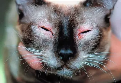 Дерматит у кошек и котов: фото, признаки и способы лечения кошачьего  дерматита