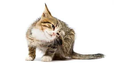 Кожные заболевания у кошек: описание, симптомы и лечение