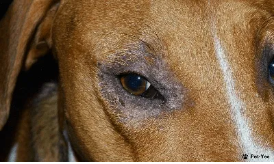 Демодекоз собак (памятка для владельцев) | Ветеринарная клиника доктора  Шубина