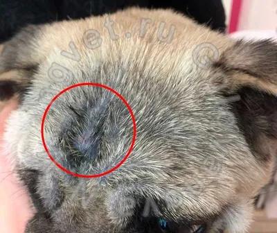 Демодекоз у собак: симптомы подкожного клеща, лечение, фото