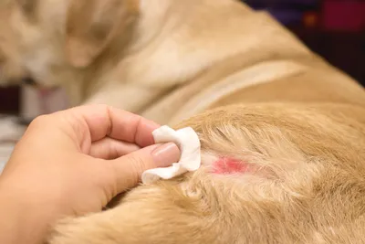Межпальцевый дерматит собак | Четвероногие Life | Дзен