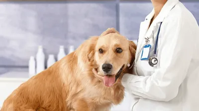 Специалисты Ленинградской МВЛ выявили демодекоз у собаки | Ветеринария и  жизнь