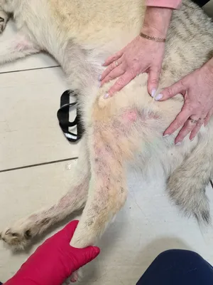 Демодекоз у собак лечение фото фотографии
