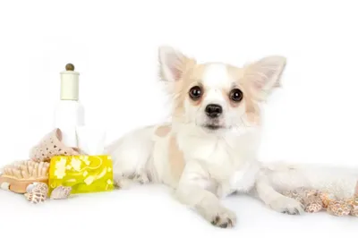 Демодекоз у собак - Лечение собак - Мобильный ветеринар