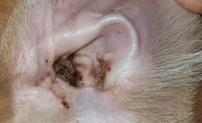 Отодектоз у кошек (Otodectes cynotis) - лечение