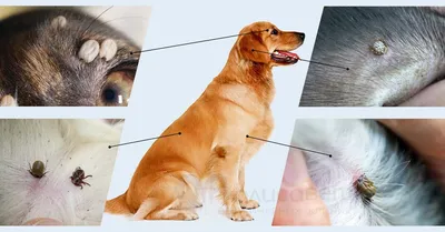 Пироплазмоз собак — Википедия