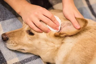 Как лечить демодекоз у собаки? | Симптомы демодекоза у собаки - YouTube
