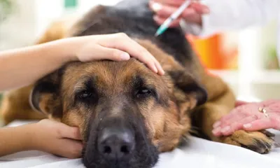 Пиометра у собак: причины, симптомы, лечение антибиотиками, профилактика и  фото после операции