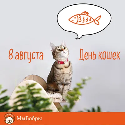 День кота фото 