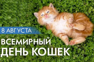 Международный день кота