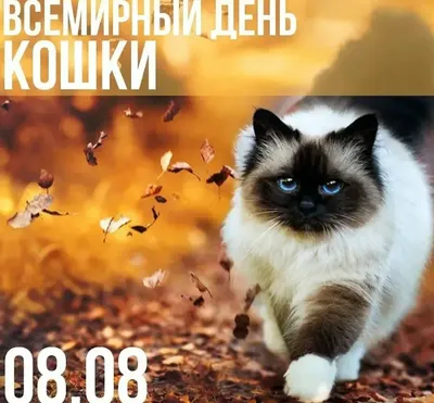 День котов и кошек: 17 февраля, 1 марта, 8 августа - открытки с  поздравлениями | Открытки, Картинки, Кошачьи фотографии