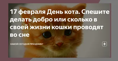 Всемирный День кошек во Владивостоке 7 августа 2022 в Сделано в Приморье