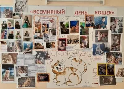 День рождения кота - Cat Joy Магазин товарів для домашніх тварин |  зоомагазин в Києві
