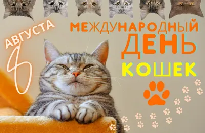 29 октября - Национальный День Кошек!!! - новости magizoo