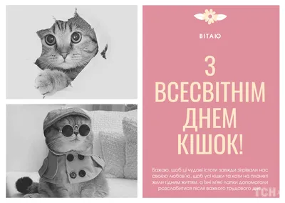 Всем котиков! Отмечаем 8 августа — Всемирный день кошек | Детский мир | Дзен