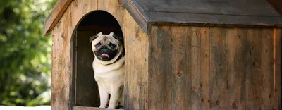 Утепленная будка для собаки из натурального дерева: 2 500 грн. - Зоотовары  Харьков на Olx