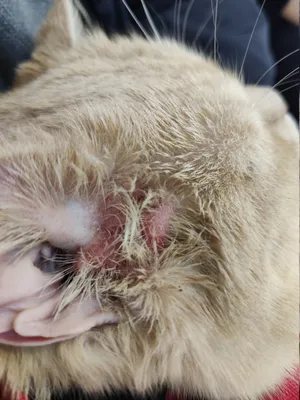 Атопічний дерматит котів - Ветеринарна клініка \"Ексвет\"