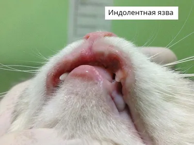 Зуд у кошек: клинические случаи ветеринарной клиники доктора Сотникова в  Санкт-Петербурге