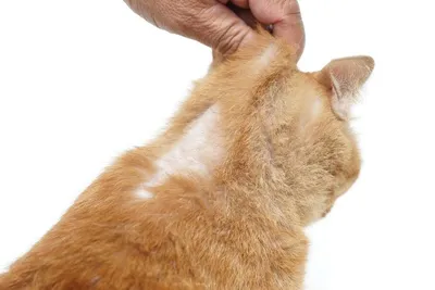 Заболевание на коже кота стоковое фото. изображение насчитывающей дерматит  - 115224892