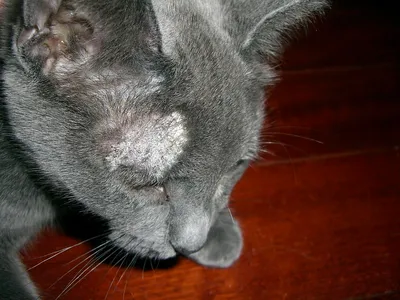 Болячки, язвочки и коросты у кошки: причины, симптомы и лечение