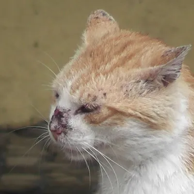 Милиарный дерматит у кошек причины возникновения и способы лечения