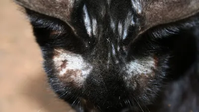 Стоп-зуд суспензия для кошек, фл. 10 мл. КОЖНЫЕ. ВЕТПРЕПАРАТЫ. Ветеринарная  аптека «ЗооФарм»