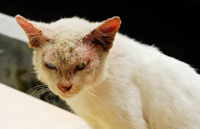дерматит кота стоковое изображение. изображение насчитывающей сыпь - 3893141