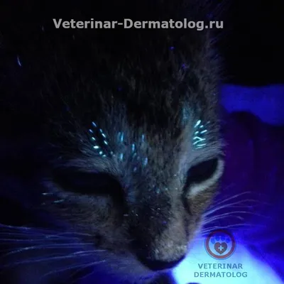 Кожные заболевания у кошек: описание, симптомы и лечение