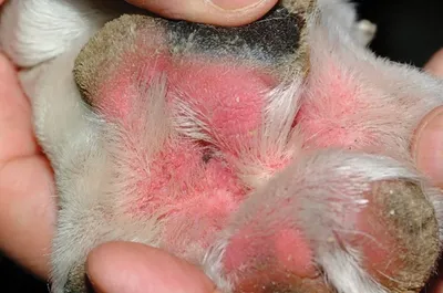 Атопический дерматит у собак / Аллергия кожи - Кожа вашей собаки - Дуксо S3  RU