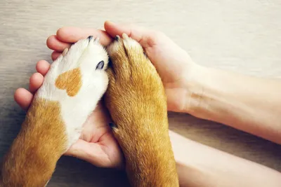 Атопический дерматит у собак: как лечить? - YouTube