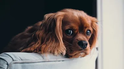 Атопический дерматит у собак: симптомы, методы лечения l VETSTEM