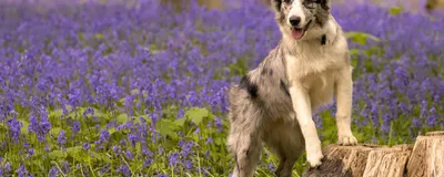Дерматит у собак - лечение, фото и причины | Виды | Pet-Yes