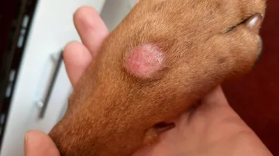 Заболевания кожи у собак - лечение, симптомы, причины