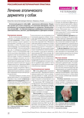 Блошиный дерматит у кошек: симптомы, лечение, профилактика